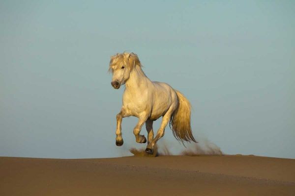 France, Provence Camargue horse running in sand